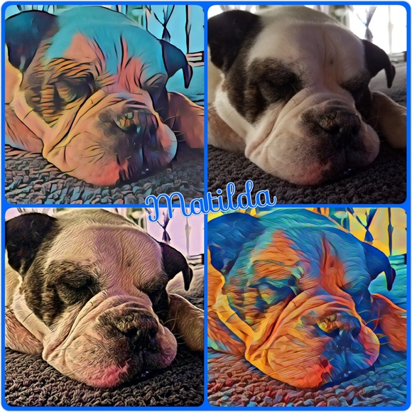 Posh Ambassador - Picture 3 of 5